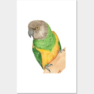 senegal parrot watercolor portrait painting of bird Posters and Art